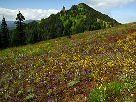 Iron Mountain from Cone Peak